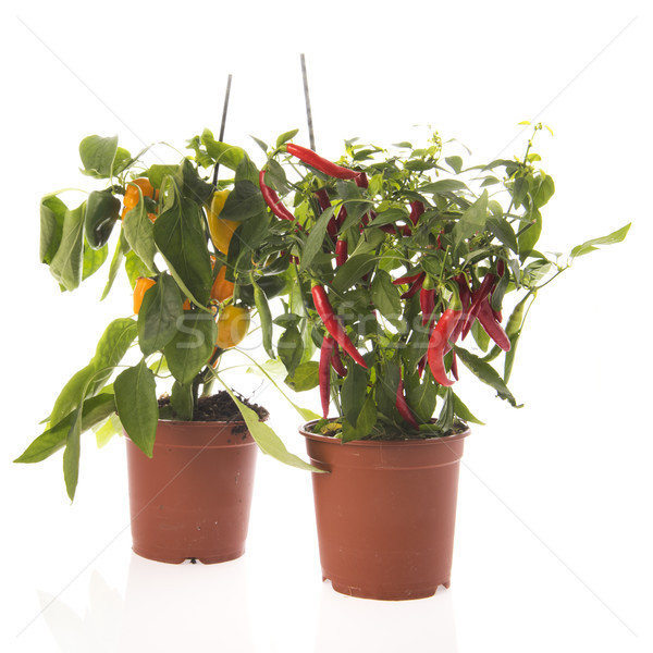 Chilipaprika piros paprika növény piros citromsárga növények Stock fotó © ivonnewierink