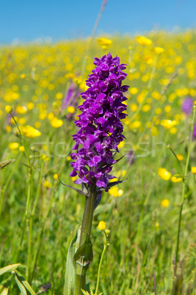 western marsh orchid in field with butter cups Stock photo © ivonnewierink