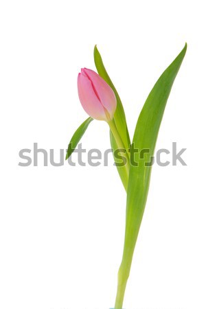 Pink tulip Stock photo © ivonnewierink