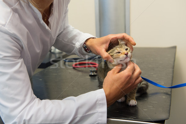 Veterinarian examining little cat Stock photo © ivonnewierink