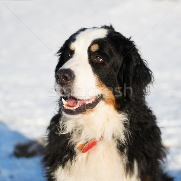 Berner sennenhund in snow Stock photo © ivonnewierink