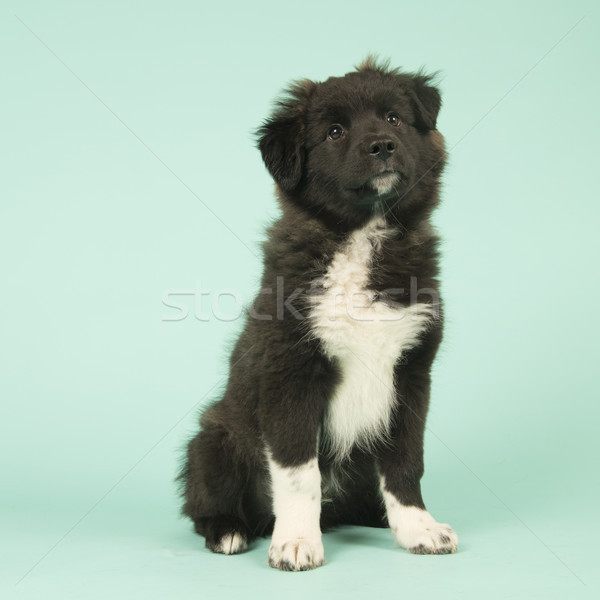 çapraz border collie köpek yavrusu yeşil sevimli Stok fotoğraf © ivonnewierink