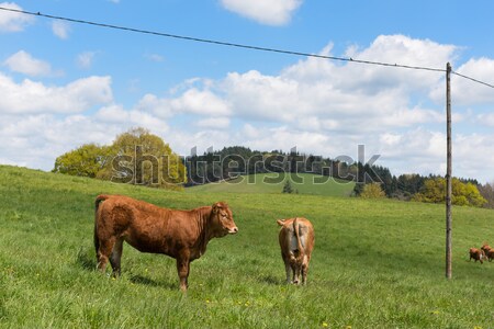 Stock photo: French cows