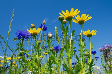 Flores silvestres cielo azul flores naturaleza azul maíz Foto stock © ivonnewierink