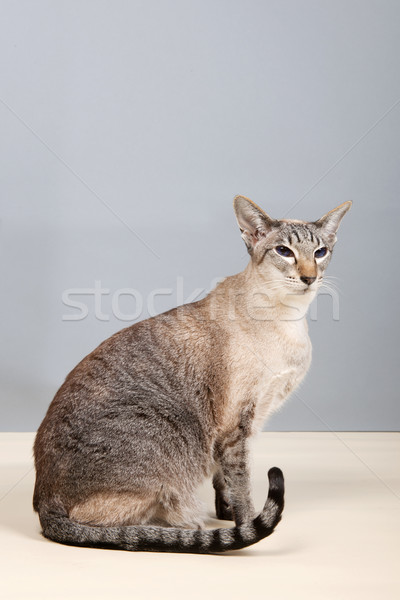 Gato siamês cinza estúdio gato Foto stock © ivonnewierink