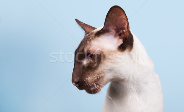 Gato siamês selar ponto olhos azuis estúdio fundo Foto stock © ivonnewierink