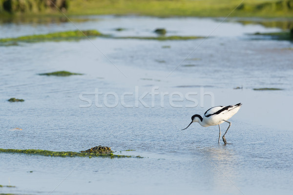 Pied Avocet in mudflat Stock photo © ivonnewierink