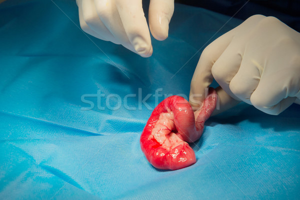 Zdjęcia stock: Chirurgii · zwierząt · lekarz · weterynarii · kot · pokój · człowiek