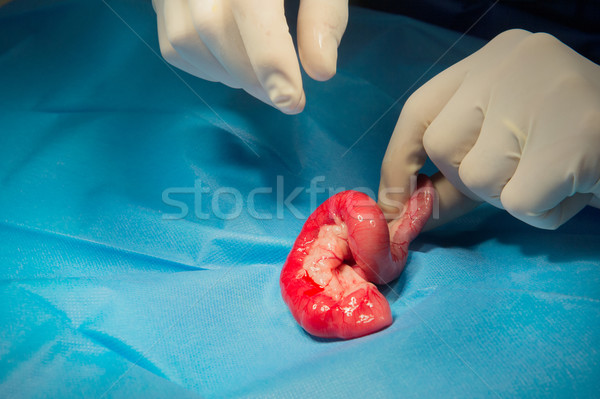 Stockfoto: Chirurgie · dieren · dierenarts · kat · kamer · man