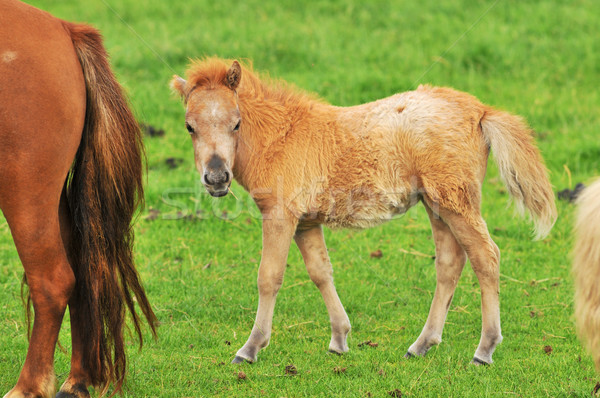 Peu cheval poulain jeunes foule ferme [[stock_photo]] © ivonnewierink