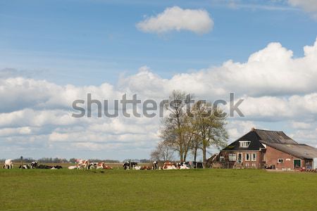 Farmhouse with livestock Stock photo © ivonnewierink