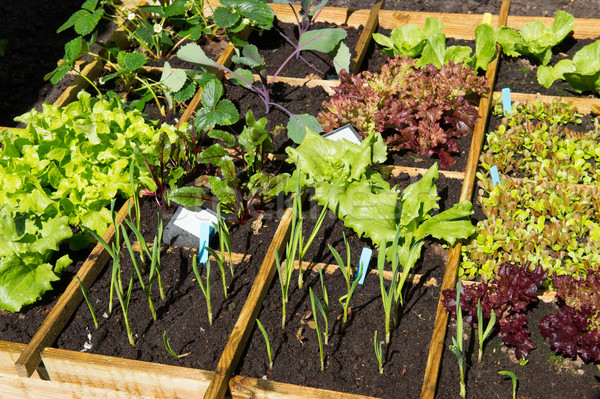 Gemüse Garten Gemüse kalten Container Glas Stock foto © ivonnewierink