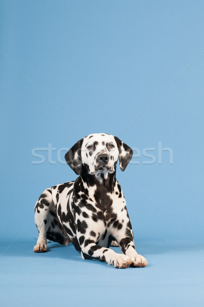 Dalmata cane blu razza Foto d'archivio © ivonnewierink
