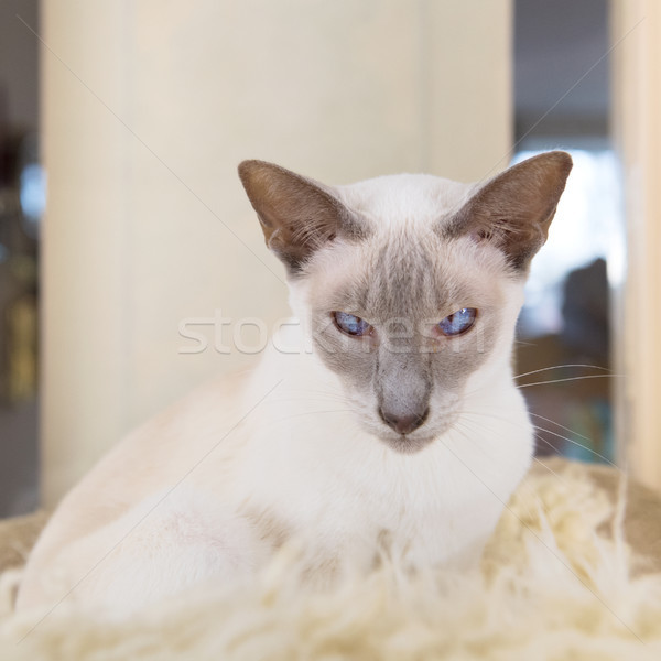 Ponto gato siamês adulto enforcamento cama Foto stock © ivonnewierink