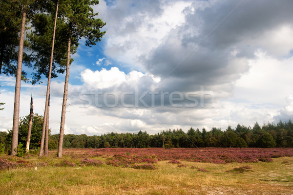 heather landscape Stock photo © ivonnewierink