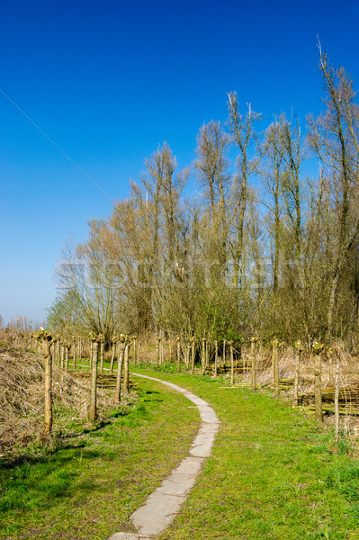 Tipik Hollanda hollanda manzara ağaçlar Hollanda Stok fotoğraf © ivonnewierink