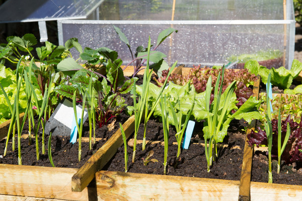 Gemüse Garten Gemüse kalten Container Sonnenschein Stock foto © ivonnewierink