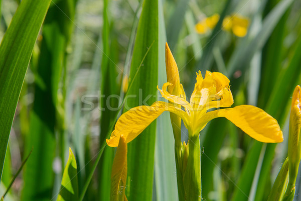 Zdjęcia stock: żółty · tęczówki · wody · kwiaty