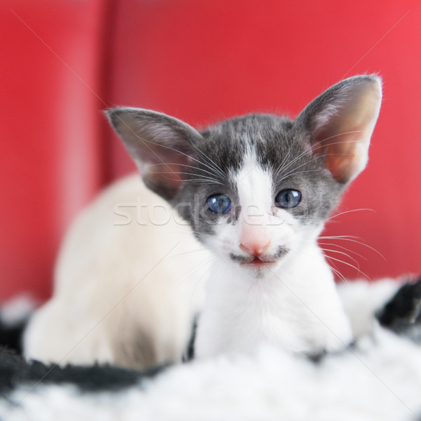 Little Siamese kitten Stock photo © ivonnewierink