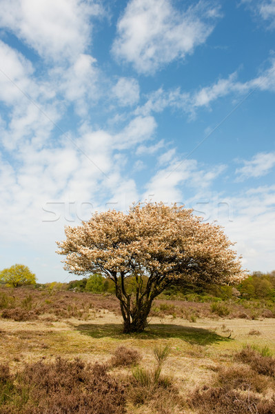 Blossom tree in heather landscape Stock photo © ivonnewierink