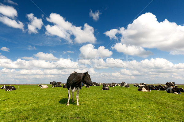 типичный голландский пейзаж черно белые коров Сток-фото © ivonnewierink