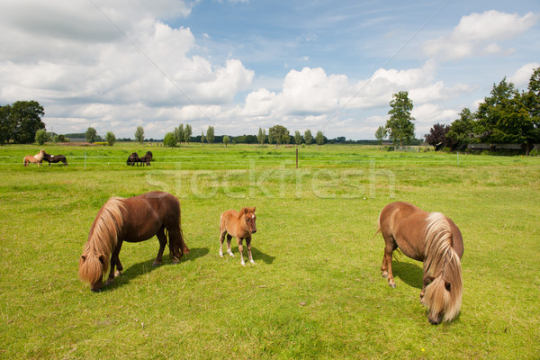 Pony in the meadows Stock photo © ivonnewierink