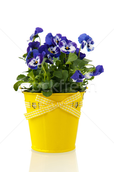 Blue pansy plant in flower pot Stock photo © ivonnewierink