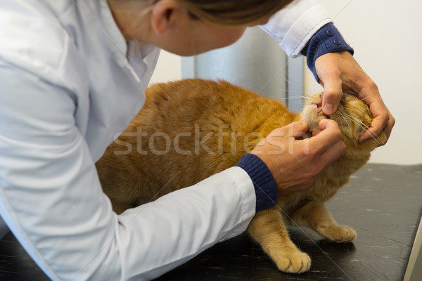 Foto stock: Veterinario · mirando · diente · gato · rojo
