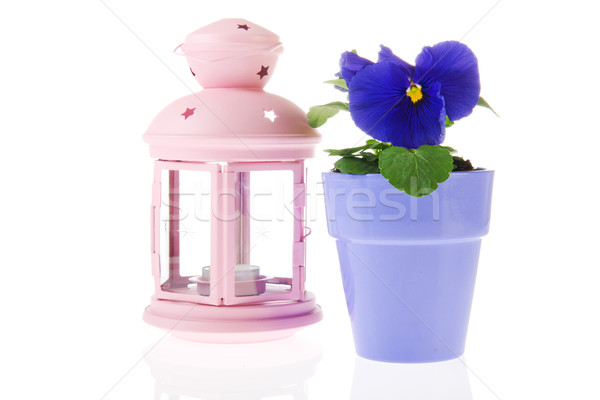 Blue pansy plant with pink lantern Stock photo © ivonnewierink