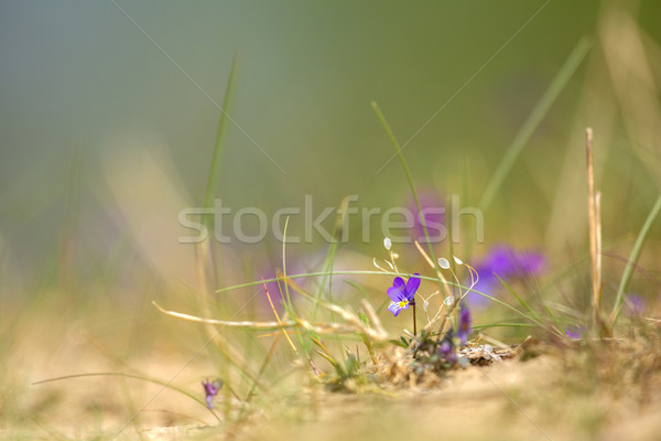 Purple dune pansy Stock photo © ivonnewierink