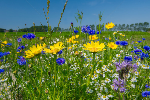 Colorful field with flowers Stock photo © ivonnewierink
