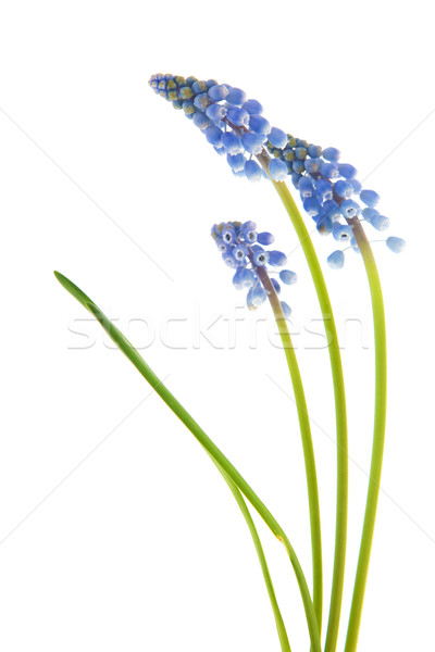 Blue grape hyacinths Stock photo © ivonnewierink