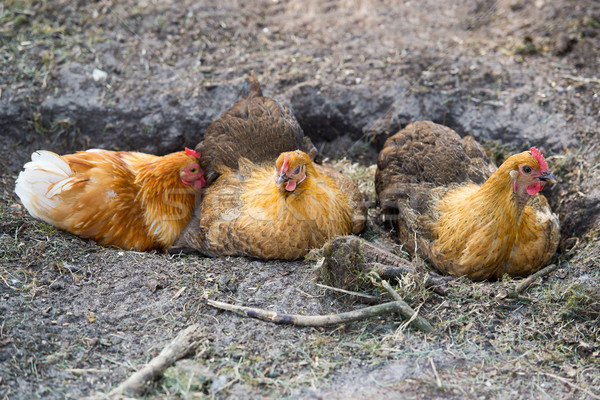 Chicken taking a dust bath Stock photo © ivonnewierink