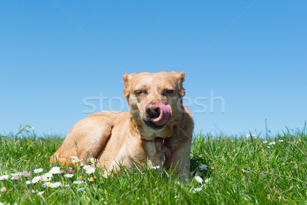 Dog laying in grass Stock photo © ivonnewierink