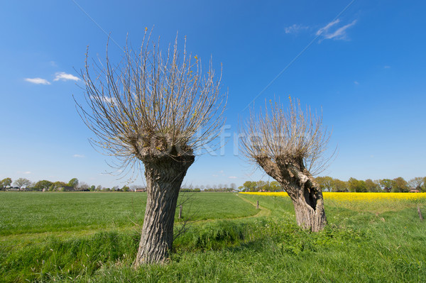 Típico holandés paisaje agrícola Holanda violación Foto stock © ivonnewierink