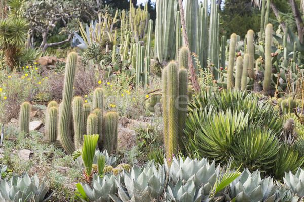 Garden with cacti Stock photo © ivonnewierink
