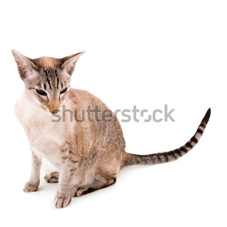Gato siamês selar gato isolado branco Foto stock © ivonnewierink