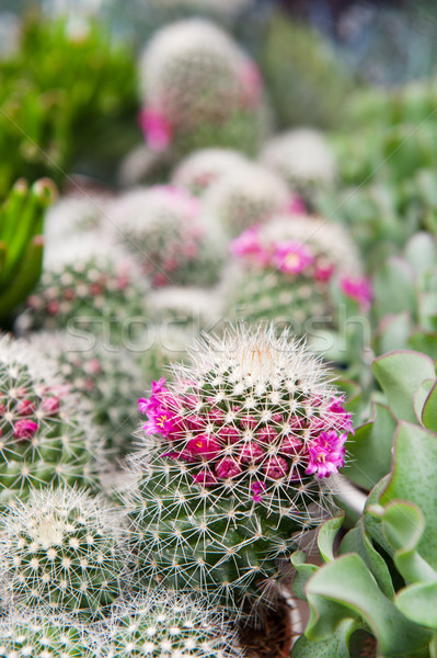 Cactus succulente impianti fiori shop Foto d'archivio © ivonnewierink