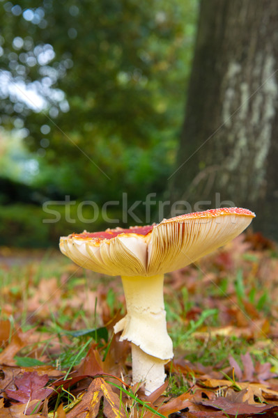 Fly agaric Stock photo © ivonnewierink