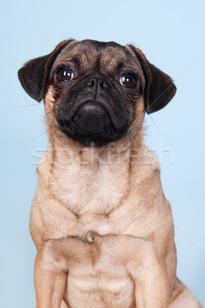 Puppy pug on blue background Stock photo © ivonnewierink