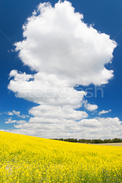 Field with rapeseed against blue sky Stock photo © ivonnewierink