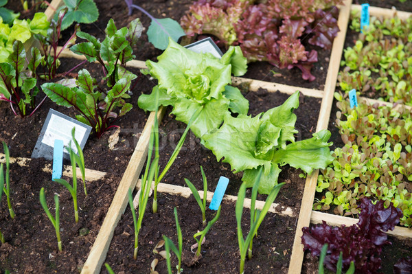 Stock photo: Vegetable garden