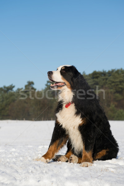 Berner sennenhund in snow Stock photo © ivonnewierink