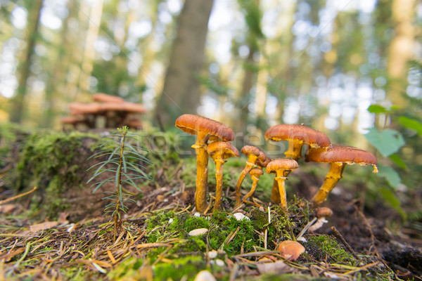Group brown mushrooms Stock photo © ivonnewierink