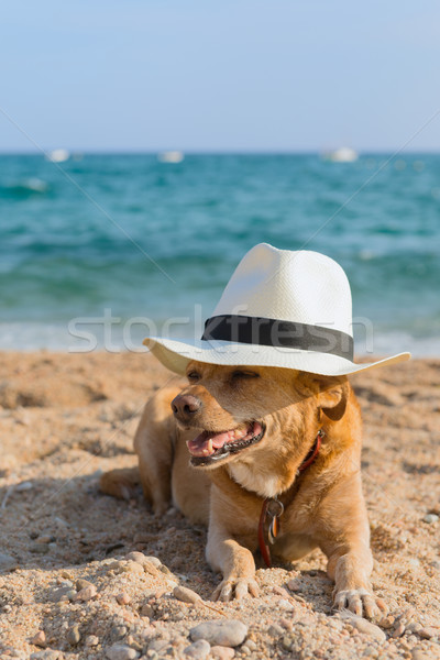 商業照片: 滑稽 · 狗 · 海灘 · 帽子 · 沙