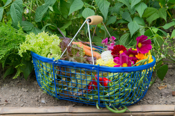 Harvest from the vegetal garden Stock photo © ivonnewierink