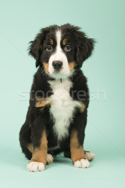 Stok fotoğraf: Bernese · dağ · köpeği · köpek · yavrusu · yeşil · sevimli · küçük · bebek