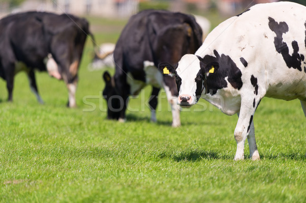 Nederlands zwart wit koeien typisch groene Stockfoto © ivonnewierink