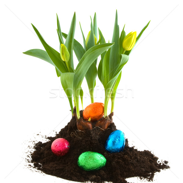 Stock fotó: Húsvéti · tojások · tavasz · húsvét · csokoládé · tojások · citromsárga