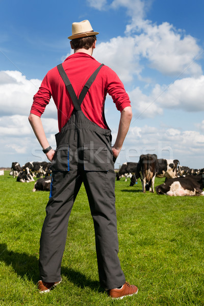 Foto stock: Típico · holandês · paisagem · jeans · vacas · preto · e · branco